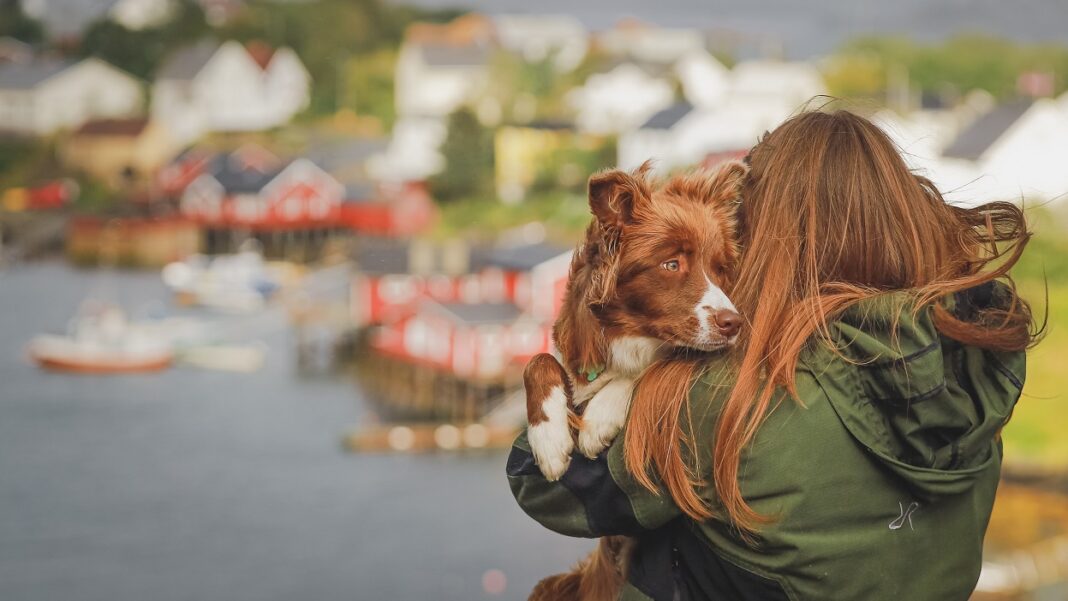 Pies, Norwegia